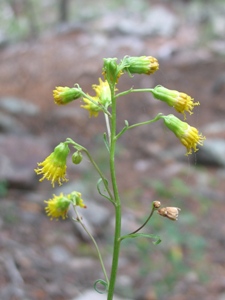 Senecio pudicus